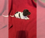 Small #1 Dachshund
