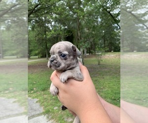 French Bulldog Puppy for sale in JACKSONVILLE, FL, USA