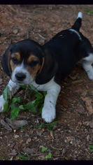 Beagle Puppy for sale in WILKESBORO, NC, USA