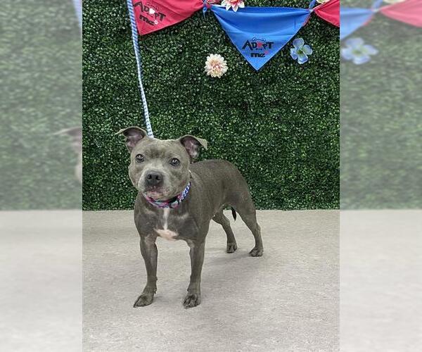 Medium Photo #1 French Bulldog-Staffordshire Bull Terrier Mix Puppy For Sale in Grasswood, Saskatchewan, Canada