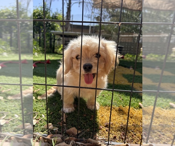 Medium Photo #1 Poochon Puppy For Sale in RIVERSIDE, CA, USA