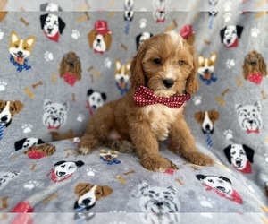 Cavapoo (Miniature) Puppy for sale in LAKELAND, FL, USA