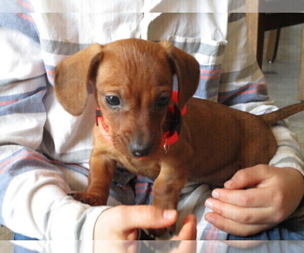Medium Photo #1 Dachshund Puppy For Sale in OWEN, WI, USA