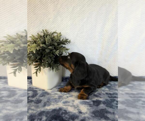 Medium Photo #5 Dachshund Puppy For Sale in LOOGOOTEE, IN, USA