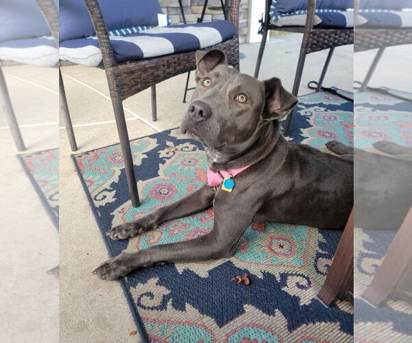 Medium Photo #8 American Pit Bull Terrier-Weimaraner Mix Puppy For Sale in Oakhurst, NJ, USA