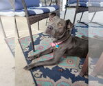Small #7 American Pit Bull Terrier-Weimaraner Mix