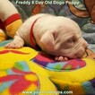 Small Photo #172 Dogo Argentino Puppy For Sale in PINEVILLE, MO, USA
