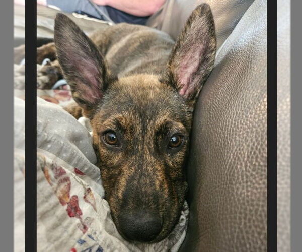 Medium Photo #18 Mutt Puppy For Sale in Fargo, ND, USA