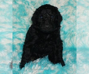 Labradoodle Puppy for sale in LA HABRA, CA, USA