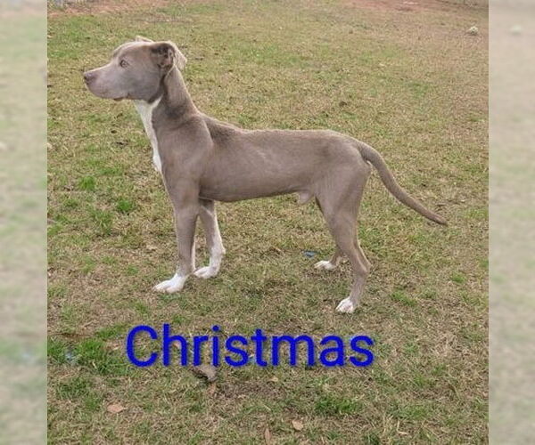 Medium Photo #2 American Pit Bull Terrier-Unknown Mix Puppy For Sale in Rockaway, NJ, USA