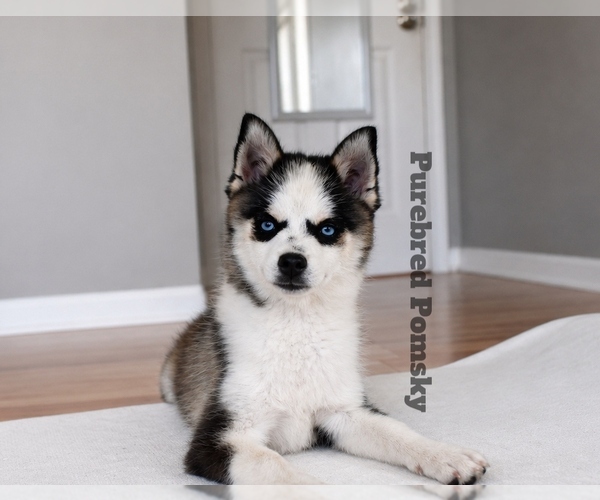 Medium Photo #6 Pomsky Puppy For Sale in KANSAS CITY, MO, USA