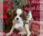 Small #8 Cavalier King Charles Spaniel