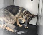 Small German Shepherd Dog Mix
