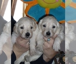 Small Photo #2 Goldendoodle Puppy For Sale in BARNUM, IA, USA