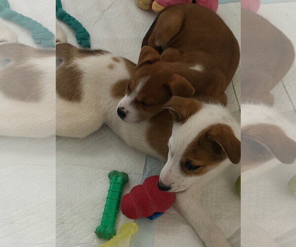 Medium Photo #8 Collie-Unknown Mix Puppy For Sale in Sandy, UT, USA