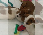 Small #7 Collie Mix