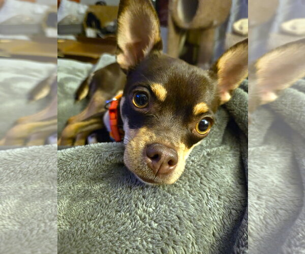 Medium Photo #2 Chihuahua Puppy For Sale in Belleuve, NE, USA