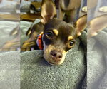 Small #1 Chihuahua