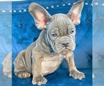 Small Photo #6 French Bulldog Puppy For Sale in DALLAS, TX, USA
