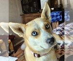 Small Photo #2 Basenji Puppy For Sale in Dallas, TX, USA