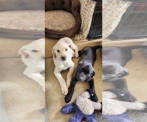 Labrador Retriever Puppy for sale in APPLE VALLEY, CA, USA