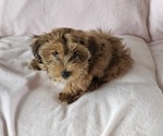 Small #2 Havanese
