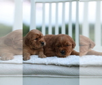 Small Photo #2 Golden Retriever Puppy For Sale in FREDONIA, KY, USA