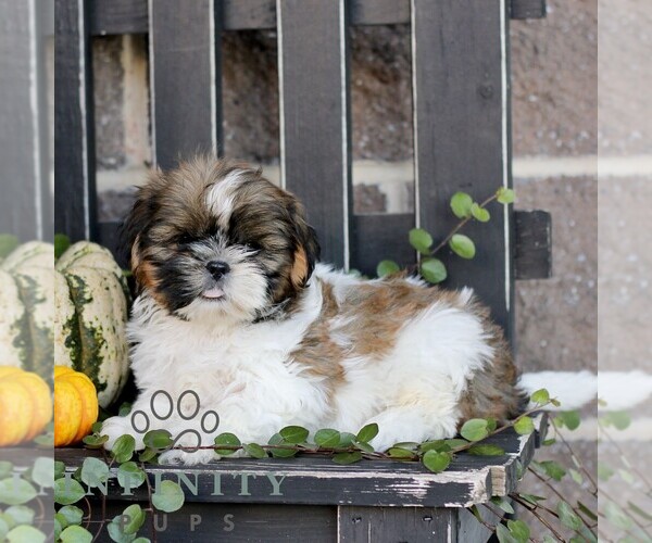 Medium Photo #4 Shih Tzu Puppy For Sale in GORDONVILLE, PA, USA