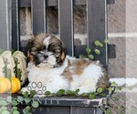 Freddy - Male Shih Tzu Puppy for Sale - Photo #4