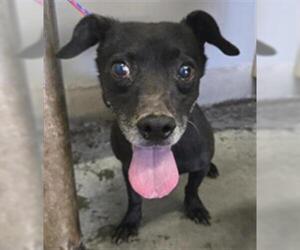 Dachshund-Unknown Mix Dogs for adoption in Camarillo, CA, USA