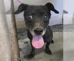 Small Dachshund Mix