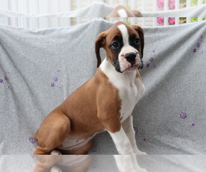 Boxer Puppy for sale in SHILOH, OH, USA