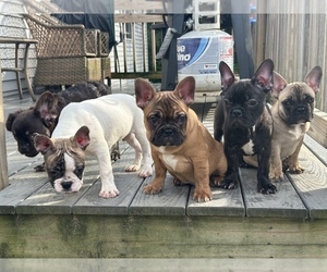 French Bulldog Puppy for sale in ROCHESTER, NH, USA