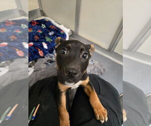 Mutt Dogs for adoption in Glen Allen, VA, USA