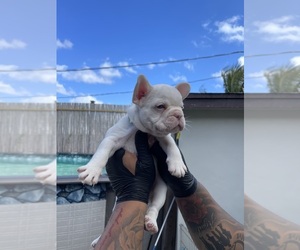 French Bulldog Puppy for sale in MIAMI, FL, USA