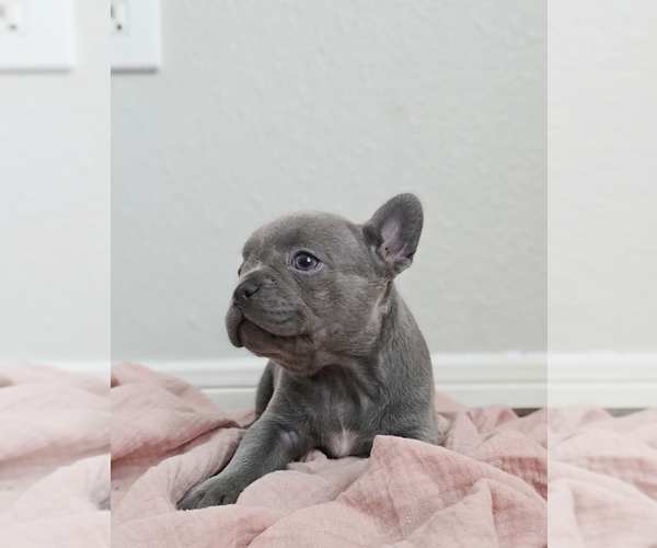 Medium Photo #11 French Bulldog Puppy For Sale in SPRING, TX, USA