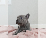 Puppy Gummy French Bulldog