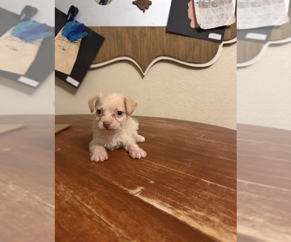 Medium Photo #3 Yorkiepoo mix (+ Poodle Toy) Puppy For Sale in RIPLEY, MS, USA