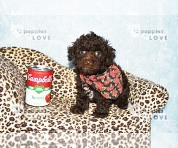 Medium Photo #8 Poodle (Toy) Puppy For Sale in SANGER, TX, USA