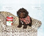 Small #7 Poodle (Toy)
