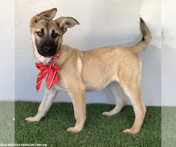 Medium Photo #2 German Shepherd Dog-Unknown Mix Puppy For Sale in San Diego, CA, USA