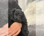 Small Photo #3 Cavapoo Puppy For Sale in PEORIA, AZ, USA