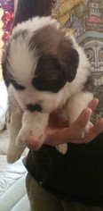Saint Bernard Puppy for sale in DESERT HOT SPRINGS, CA, USA