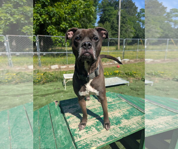 Medium Photo #9 Bullboxer Pit Puppy For Sale in Calhoun, GA, USA