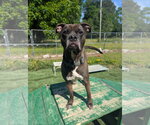 Small #8 Bullboxer Pit