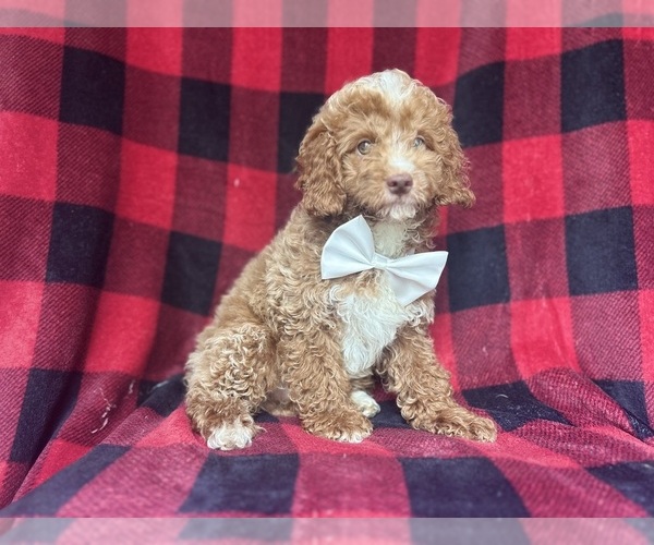 Medium Photo #9 Cock-A-Poo Puppy For Sale in LAKELAND, FL, USA