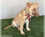 Small #2 Labrador Retriever Mix