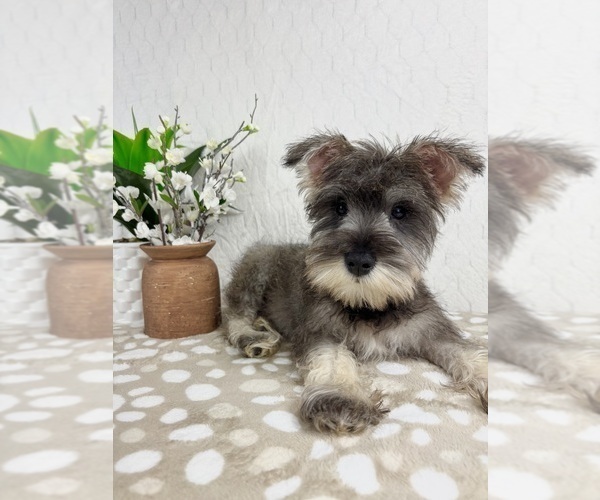 Medium Photo #7 Schnauzer (Miniature) Puppy For Sale in INDIANAPOLIS, IN, USA