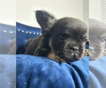 Small Photo #21 French Bulldog Puppy For Sale in CHARLOTTE, NC, USA