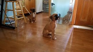 Boxer Puppy for sale in BROOKLYN, NY, USA